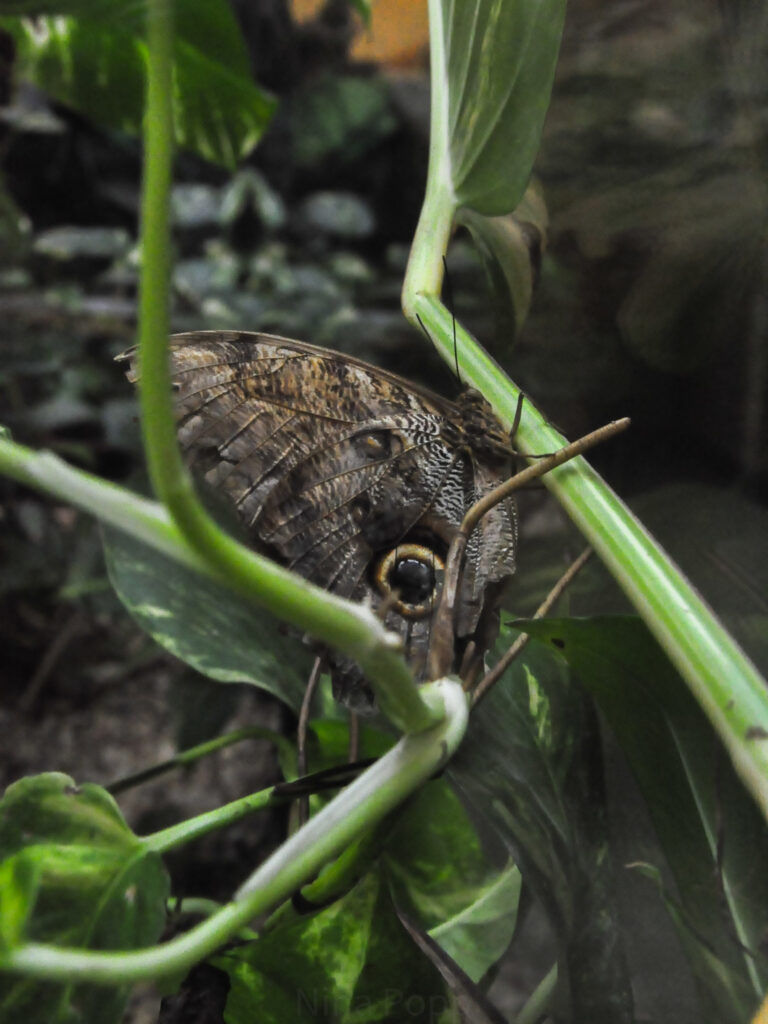 Ein großer, brauner Falter auf einer Pflanze.